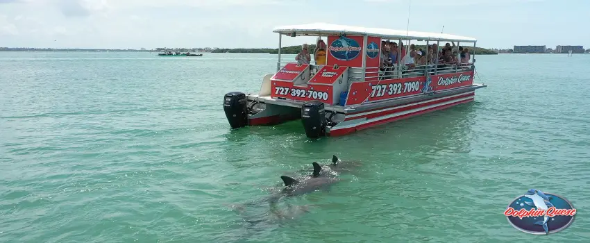SST | A boat near with swimming dolphins.