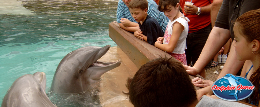 6 Reasons Why Dolphins Shouldn't Be in Captivity