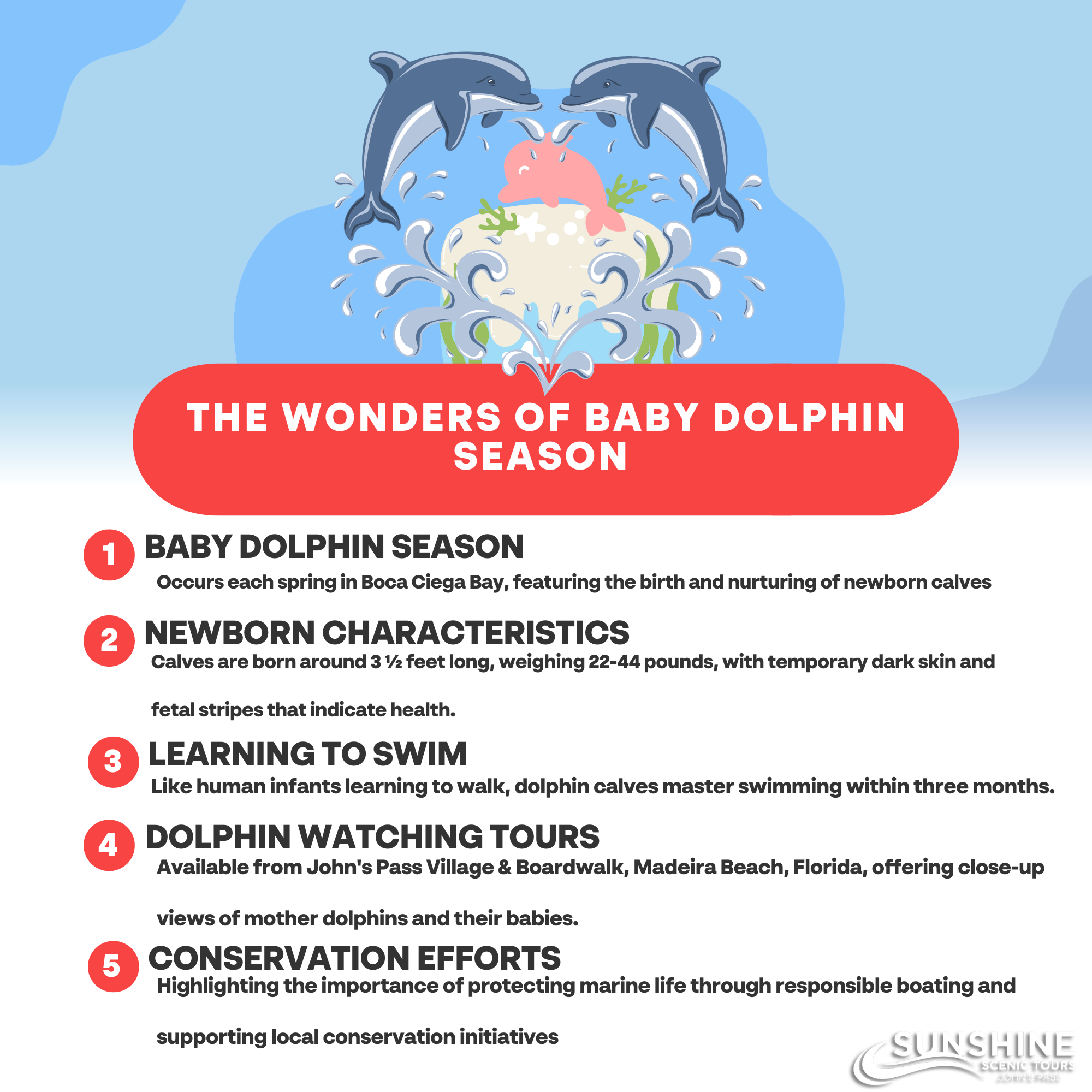 Discover the Wonders of Baby Dolphin Season in Boca Ciega Bay