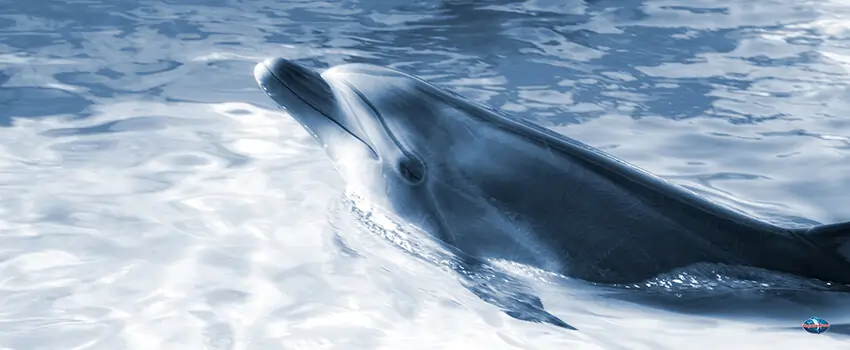 Dolphin on a sea
