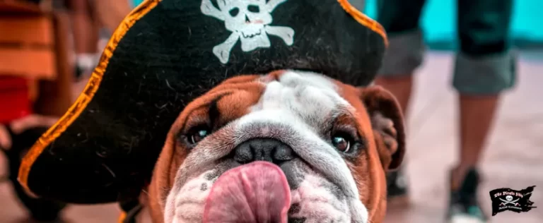 SST - A closeup shot of a bulldog wearing a pirate hat