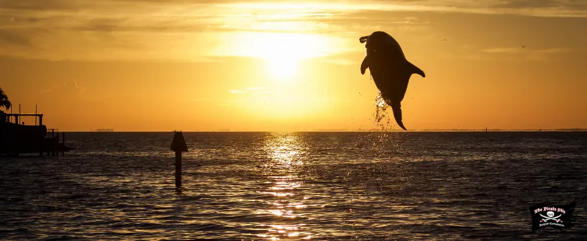 SST - A dolphin jumping from Tamba Bay water during sunset 
