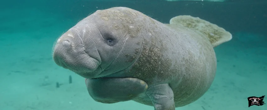 SST-A manatee with manners