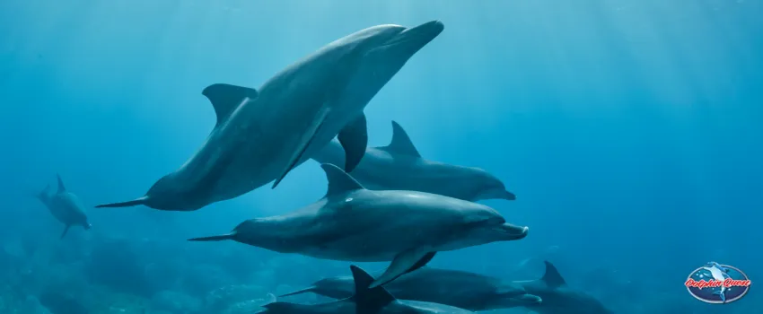 SST - A pod of dolphins swimming in a deep blue sea 