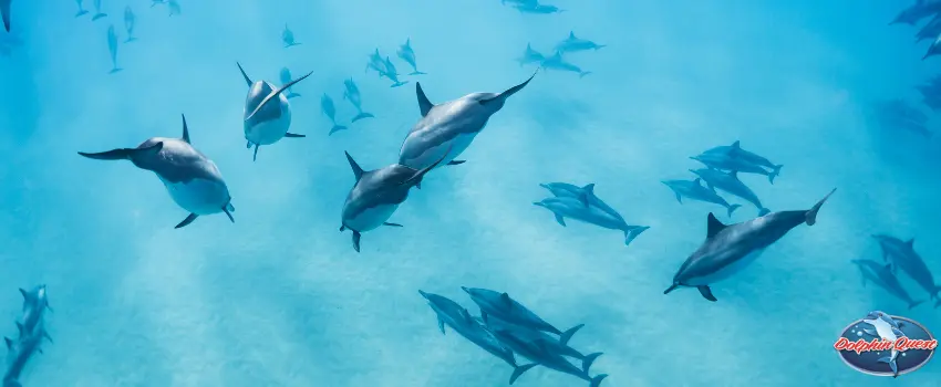 Dolphins Swimming Under Deep Water