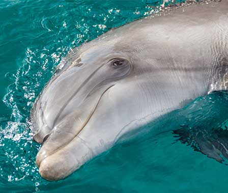SST Bottlenose Dolphin