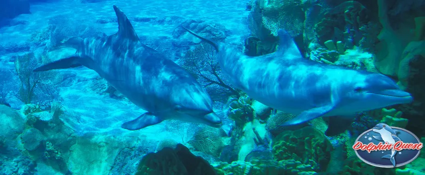 SST - Bottlenose dolphins underwater
