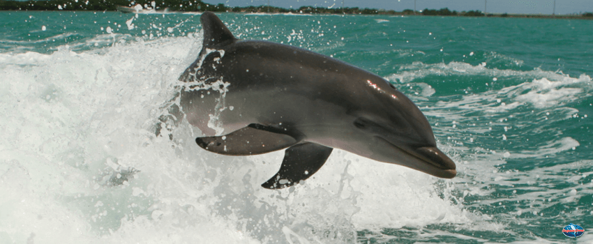 Meet the Dolphins of Tampa Bay with Dr. Ann Weaver - SST