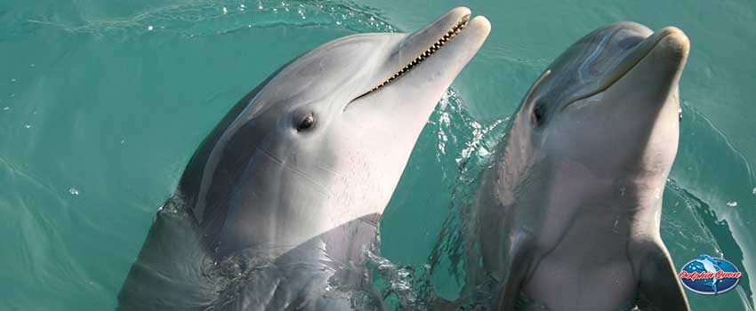Dolphins Facts: Why Are They So Playful? - Sunshine Scenic Tours