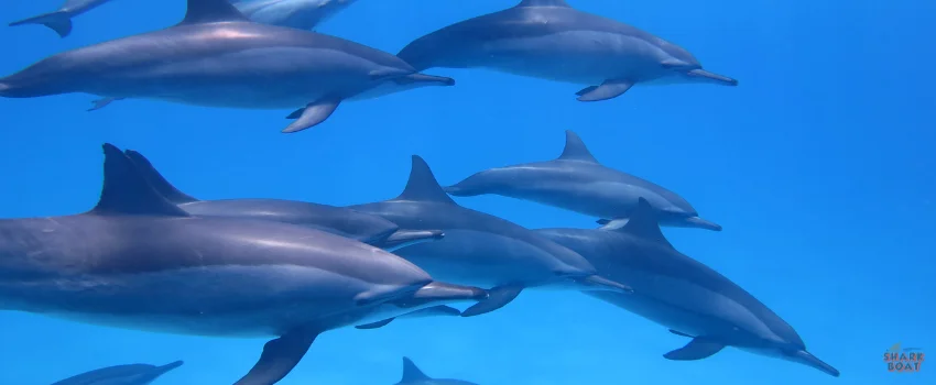 SST-Dolphins attack sharks on sight