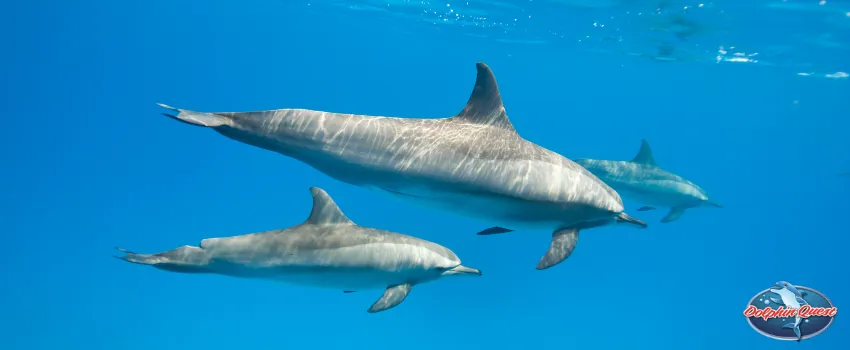 SST - Mother dolphin swimming with its calf
