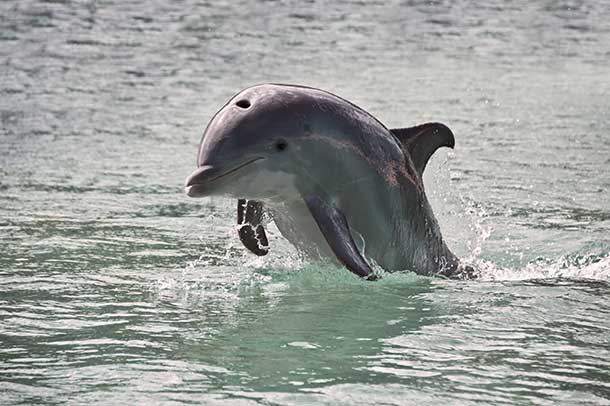 SST PQ Picture a Dolphin