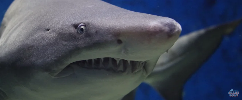 SST-This shark looks shocked and innocent, but it's not
