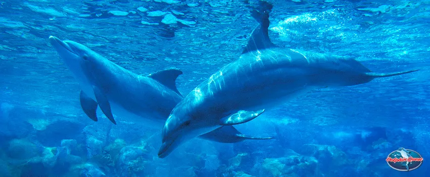 SST - Two bottlenose dolphins swimming underwater