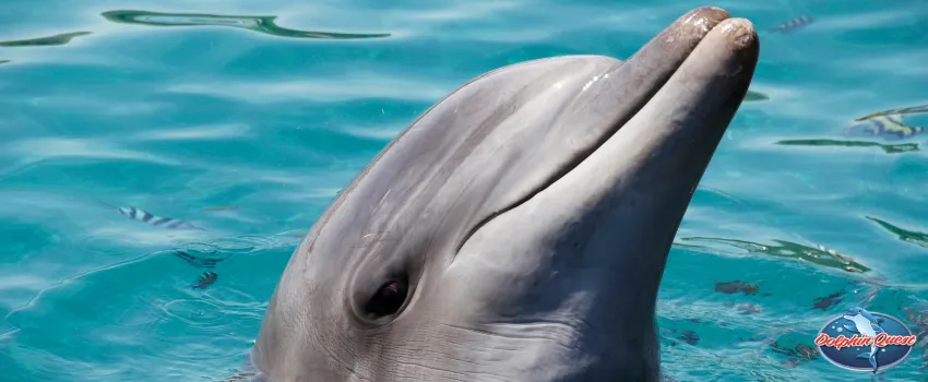 SST - Upclose with a Dolphin