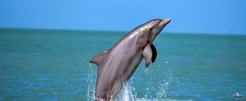Dolphin Jumped Over Water