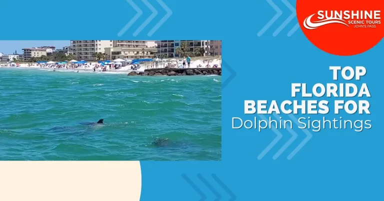 Top Florida Beaches for Dolphin Sightings
