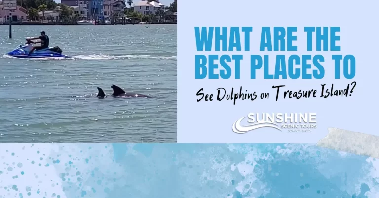 What Are the Best Places to See Dolphins on Treasure Island