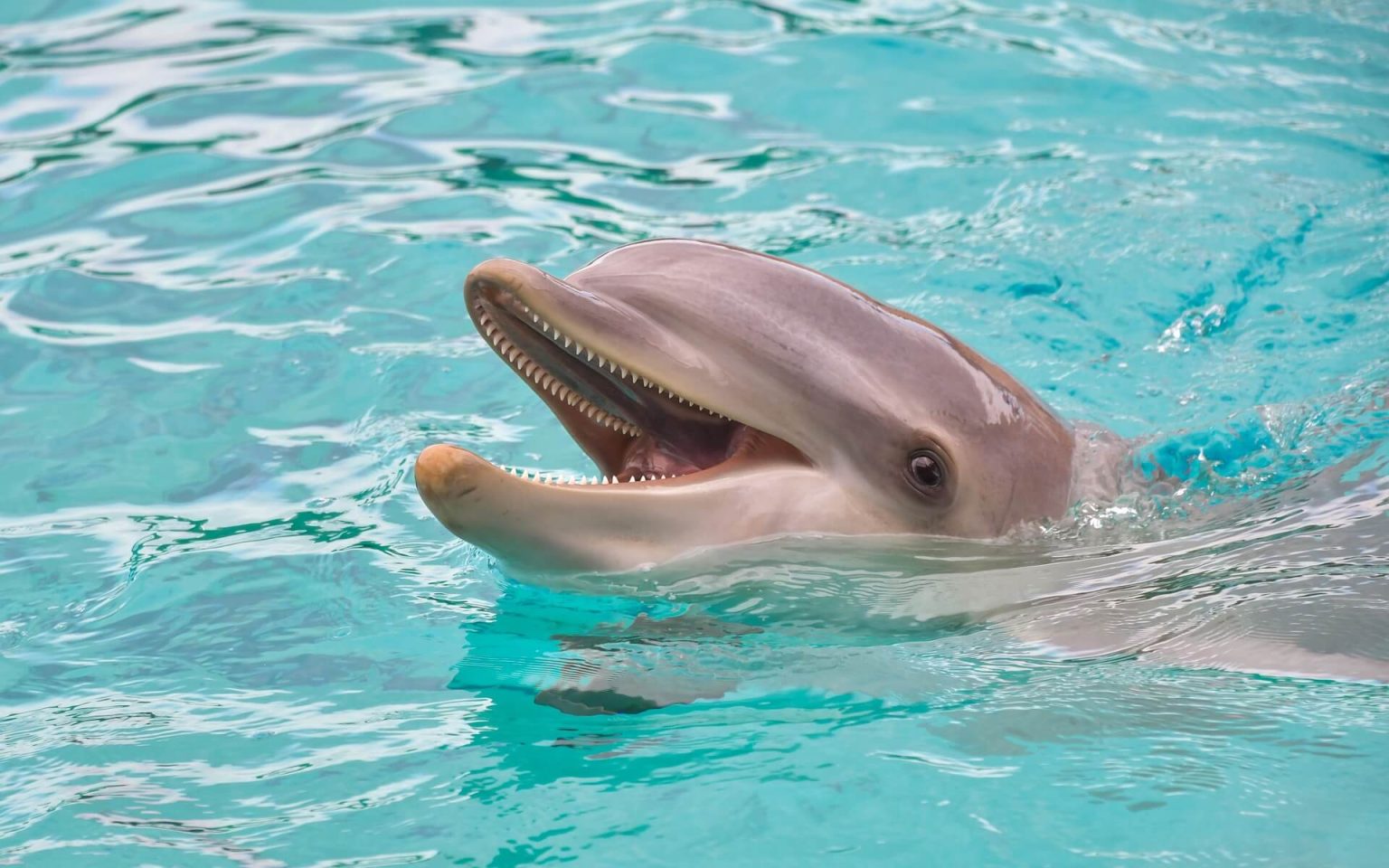dolphin cruises st pete