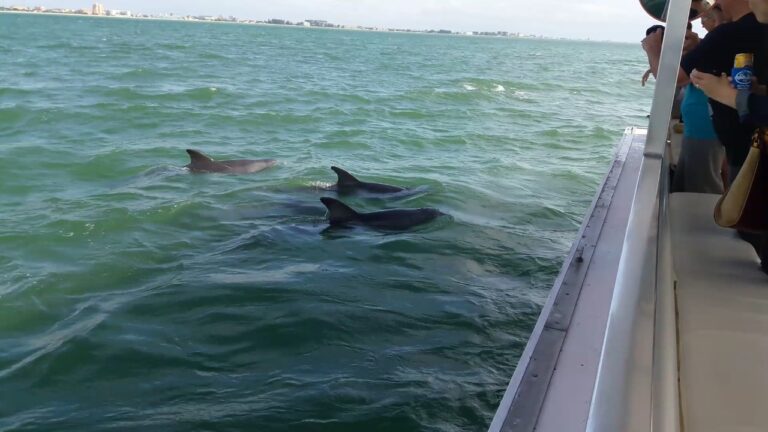 dolphins2